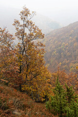 Autumn tree in misty forest