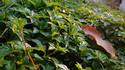 Sphagneticola trilobata with a natural background. Also called Bay Biscayne creeping oxeye,...