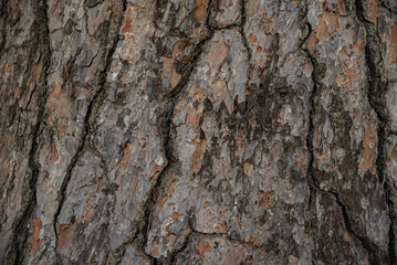 The texture of the trunk of an age-old pine tree close-up