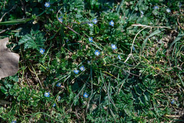 Forget-me-nots in the green grass during the day