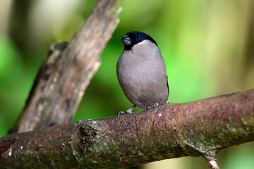 Ein Gimpel Männchen (Pyrrhula pyrrhula) im Garten.