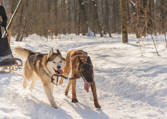 Huskies and Malinois participate in a winter sledding competition