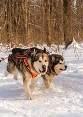 Two Malamutes pulling a team in competition