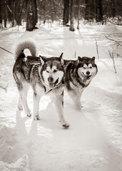 Two Malamutes are harnessed to a team and are walking through the snow. Black and white photo