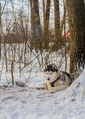 Husky breed dog lies near a tree in the snow