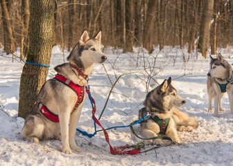 Three husky dogs in harnesses are waiting for the competition in the winter forest