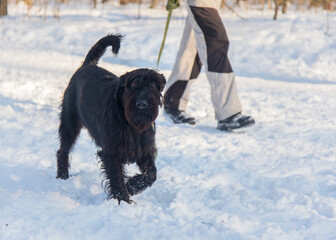 Giant Schnauzer walks next to the owner in the snow