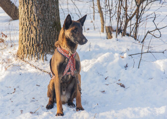 Malinois dog sits on a leash in the winter forest