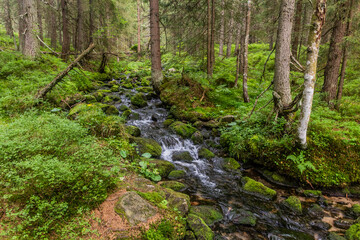 Fototapeta premium Small stream in Nizke Tatry mountains, Slovakia