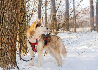 Husky dog stands tied to a tree in the winter forest