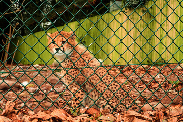 Portrait of a cheetah cub behind green fence in a zoo. Big cat with famous fur pattern and known for high speed hunter. Nature preservation for future generation concept.