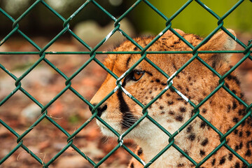 Portrait of a cheetah mother behind green fence in a zoo. Face close up. Big cat with famous fur pattern and known for high speed hunter. Nature preservation for future generation concept.