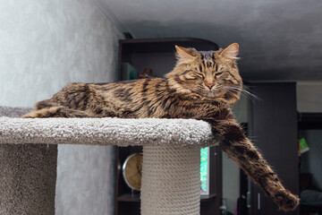 Long haired dark grey bengal cat laying on a soft cat's shelf of a cat's house.