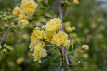 close-up Lady Banks rose, just Banks rose or Rosa banksiae, small light yellow inflorescences of roses and buds, April, spring