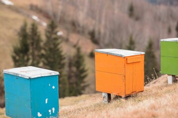 beehives colored for propolis and honey in the mountain