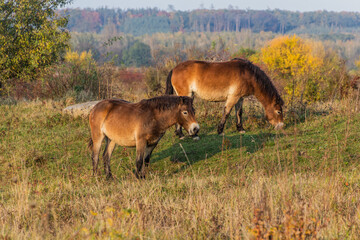 Naklejka na ściany i meble Wild horses (Equus ferus) in a reserve near Milovice, Czechia