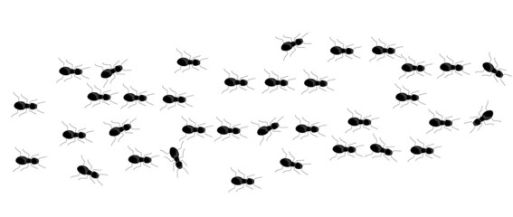 Black ant trail marching. Insect way in different direction. Vector silhouette illustration