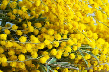 Yellow mimosa flowers. Holiday spring card with gold mimosa blossom. 8 March Women Day Card.