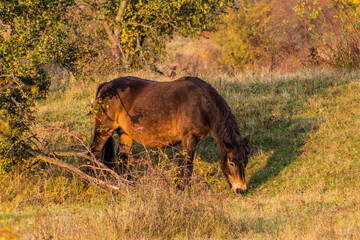 European wild horse (Equus ferus ferus) in Milovice Nature Reserve, Czech Republic