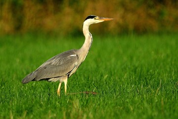 Ein Graureiher (Ardea cinerea) auf der Pirsch.