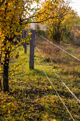 Electric fence around Milovice Nature Reserve hosting wild horse and aurochs, Czech Republic