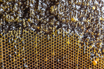 Honeycomb from bee hive filled with golden honey