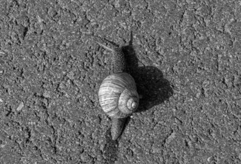 Big garden snail in shell crawling on wet road hurry home