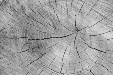 Beautiful wooden fracture old oak, natural texture close up
