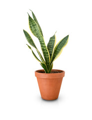 Sansevieria plant in pot isolated on white background. Home decor