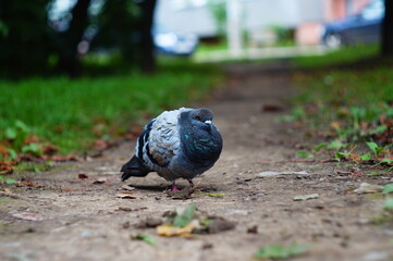 This is a beautiful pigeon in a residential area of Ivano-Frankivsk.