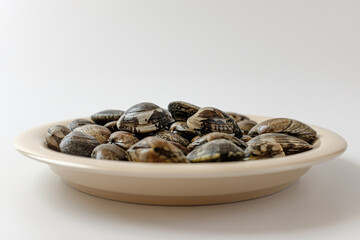 short neck clam on a white background