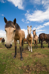 Fototapeta na wymiar View of beautiful wild horses in the high plateau of central Italy