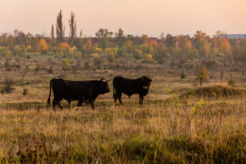 Aurochs (Bos primigenius) in Milovice Nature Reserve, Czech Republic