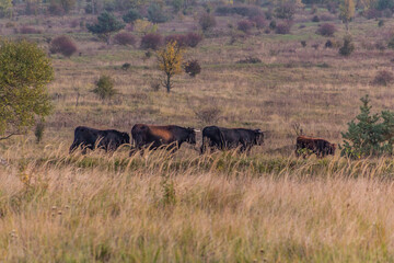 Fototapeta premium Aurochs (Bos primigenius) in Milovice Nature Reserve, Czech Republic