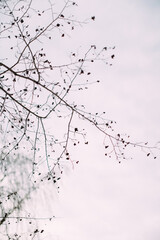 Tree branches and the sky in winter
