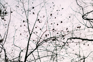 Tree branches and the sky in winter