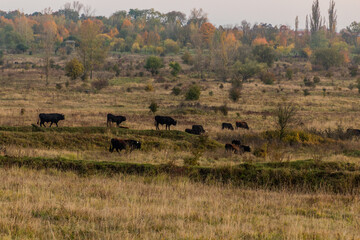 Aurochs (Bos primigenius) in Milovice Nature Reserve, Czech Republic