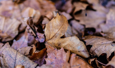 brown dry leafs autumn fall