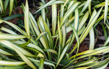 Obraz premium long green grass leafs plant growing