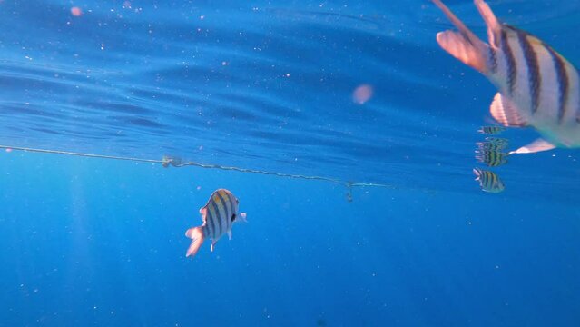 Underwater colorful tropical sea fishes and reef marine. Colorful Coral garden seascape in Red sea Egypt. Abudefduf saxatilis or Indo-Pacific sergeant fish