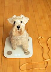 White miniature schnauzer being weighed on a smart scale