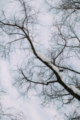 Snowy tree trunks,winter background elements of trees against the sky