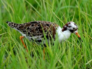 Ein Kampfläufer Männchen (Philomachus pignax) der hellen Variante.