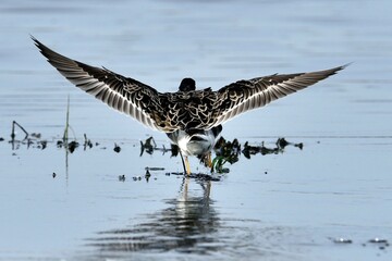 Ein Kampfläufer Männchen (Philomachus pignax) der dunklen Variante, Rückenansicht.