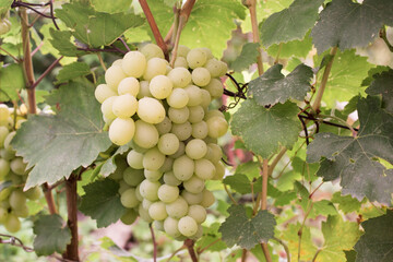 Bunch of grapes ripen in the garden, gardening culture