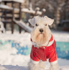 White miniature schnauzer in a red jumpsuit stands on the snow