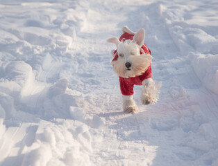 White miniature schnauzer in a red suit runs merrily through the snow