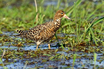 Ein Kampfläufer Männchen (Philomachus pignax) der braunen Variante.