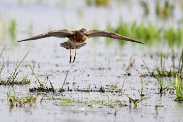 Ein Kampfläufer Männchen (Philomachus pignax) im Flug.