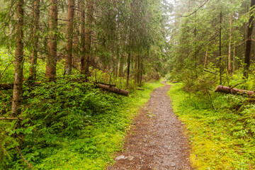 Forest hiking trail in Nizke Tatry mountains, Slovakia